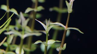 Thumbnail of post image 197